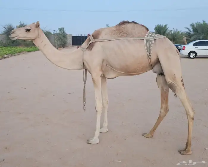 عشرا معها قعود عمره فوق 7 شهور 0