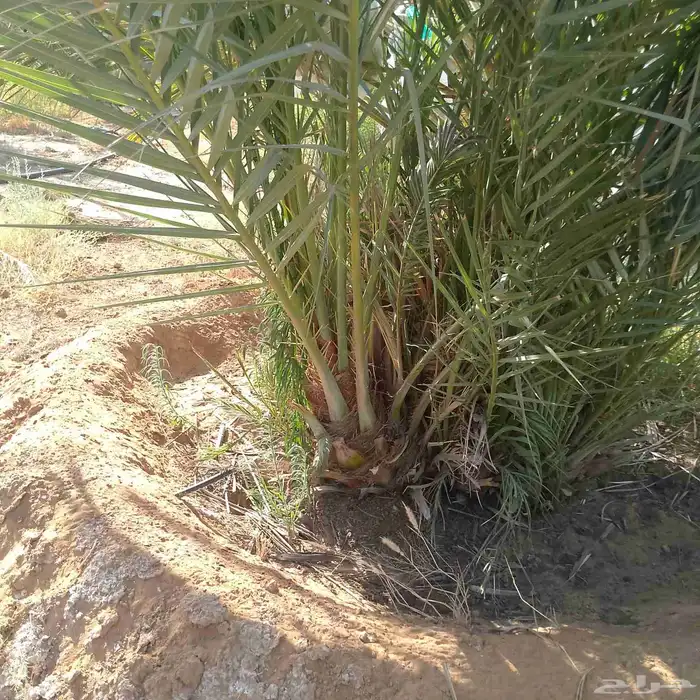 نخل فسايل ونقايل 0