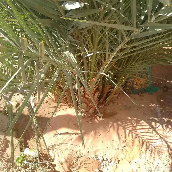 نخل فسايل ونقايل 4