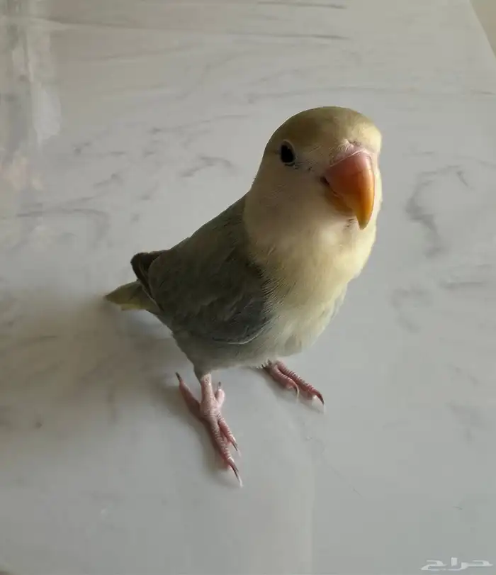 طير روز هدد داخلي خارجي 1