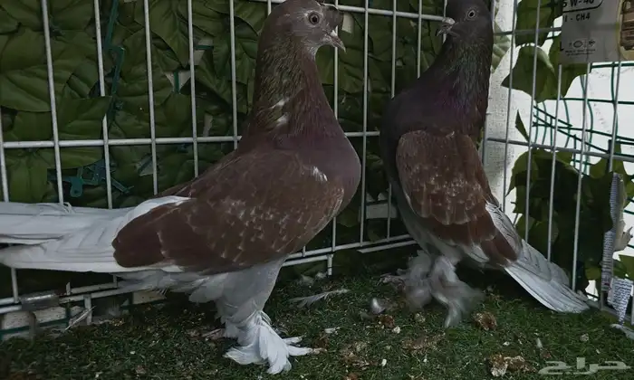 طبه تركي تفاحي 6