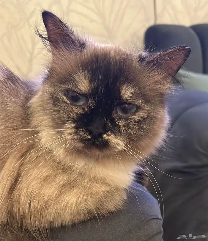 قطة هملايا بيور للبيع 4