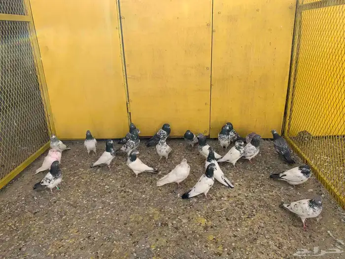 حمام باكستاني 0