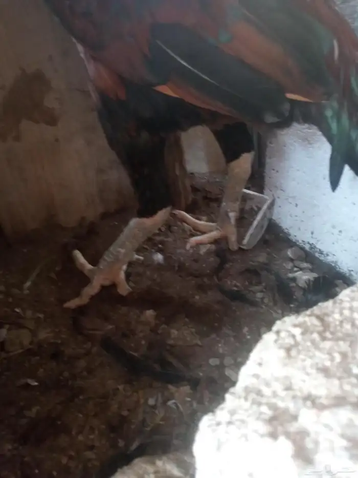 الديك ممتاز الصحه 100  100 طول الديك بلوكتين 1