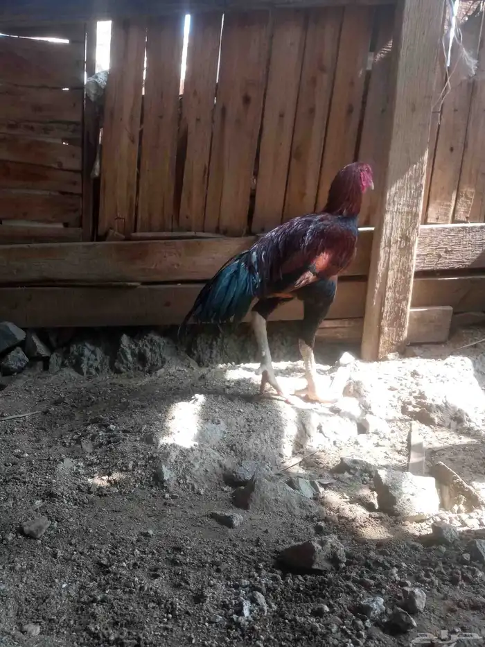 الديك ممتاز الصحه 100  100 طول الديك بلوكتين 3