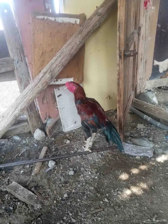 الديك ممتاز الصحه 100  100 طول الديك بلوكتين 4