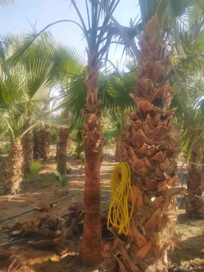 نخل مثمر فاخر نخل واشنطني زينه خلاص ونانه صقعي هلالي سلاطين 2