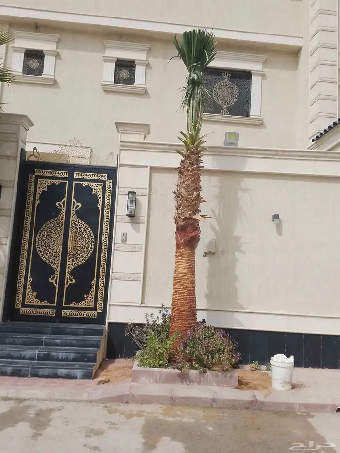 نخل واشنطني واشنطونيا أشجار زينه نخل واشنطن 5