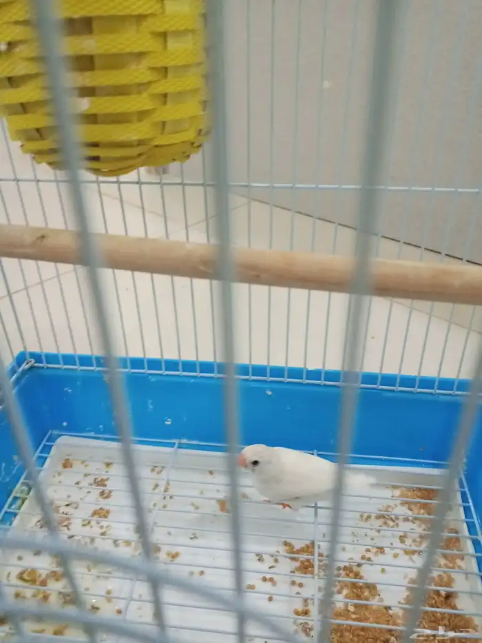 عند مدرسه وائل بن حجر الابتدائي 1