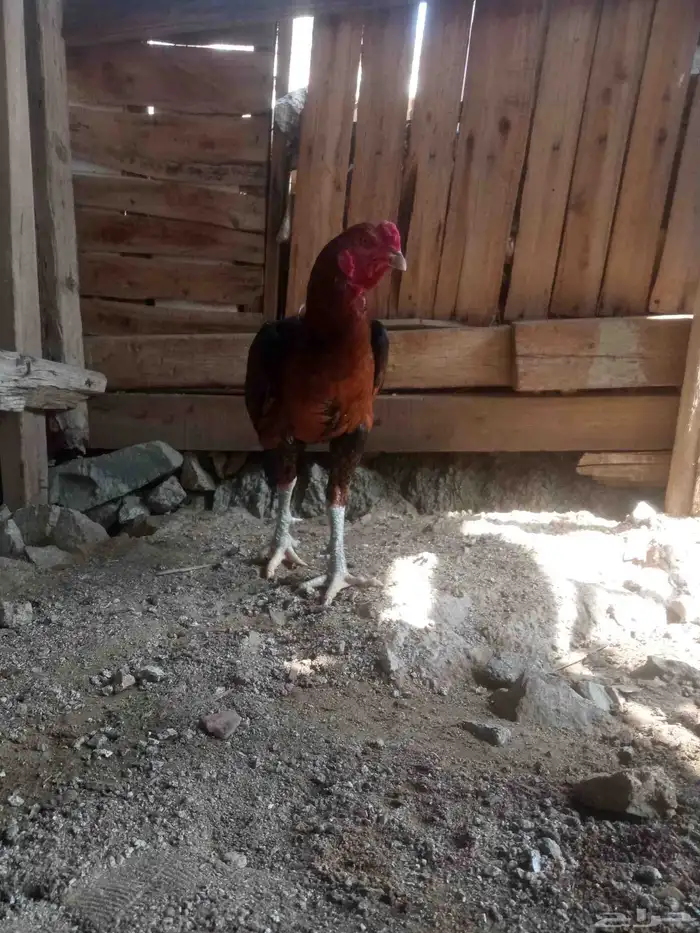 الديك ممتاز الصحه 100  100 طول الديك بلوكتين 5