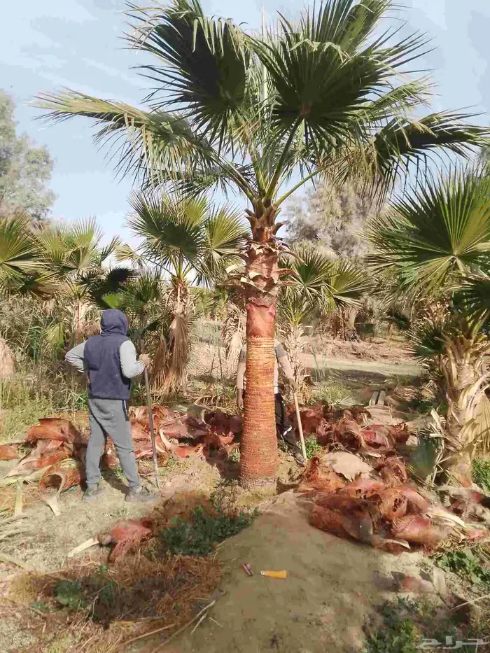 نخل واشنطني واشنطونيا أشجار زينه نخل واشنطن 6