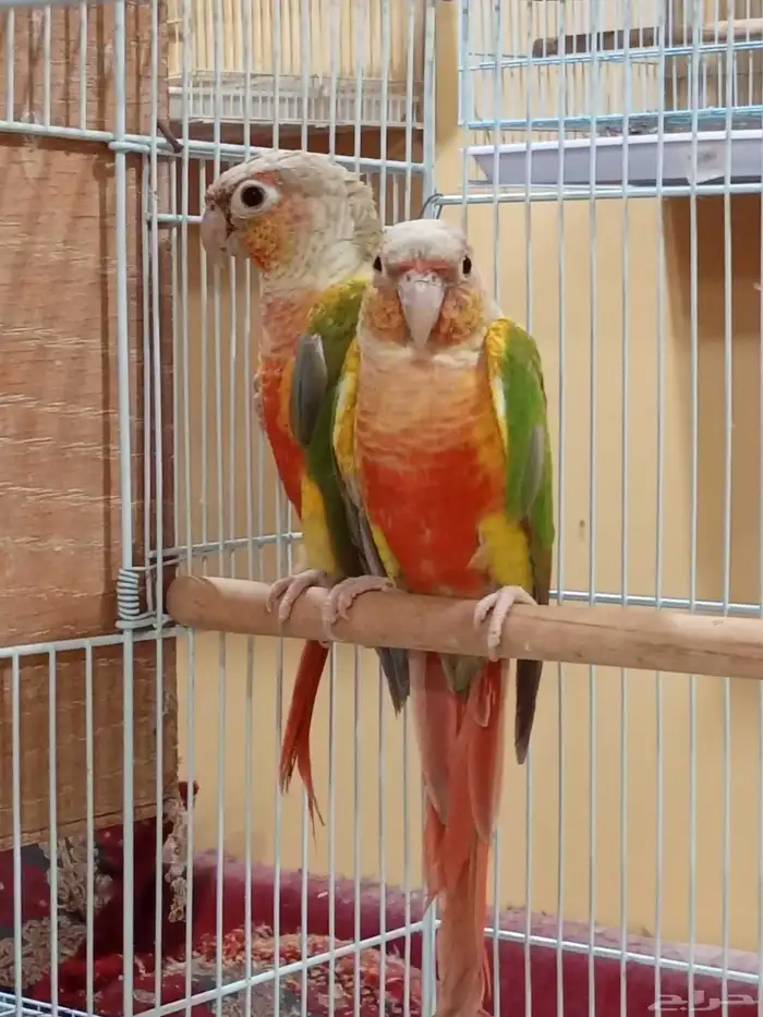 جوز كنيور اناناس 1