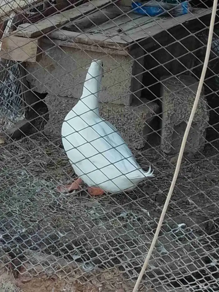 بط انثى وذكر 3