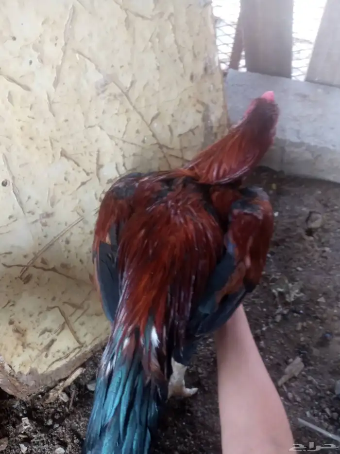 الديك ممتاز الصحه 100  100 طول الديك بلوكتين 18