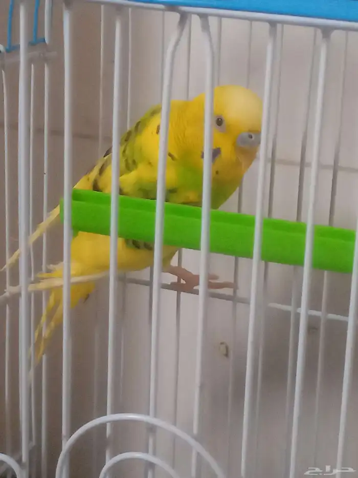 عصفور بادجي 1