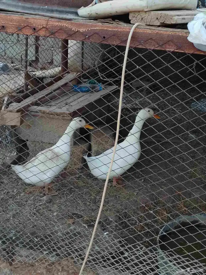 بط انثى وذكر 1