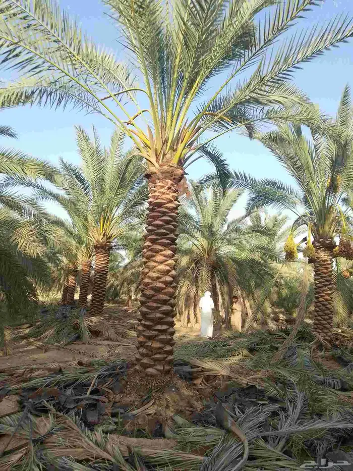 نخيل عربي مثمر فروخ وجثايث 6