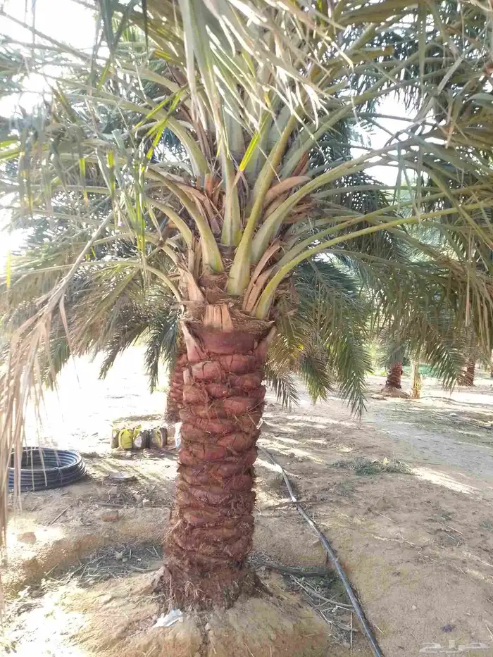 نخيل عربي مثمر فروخ وجثايث 4