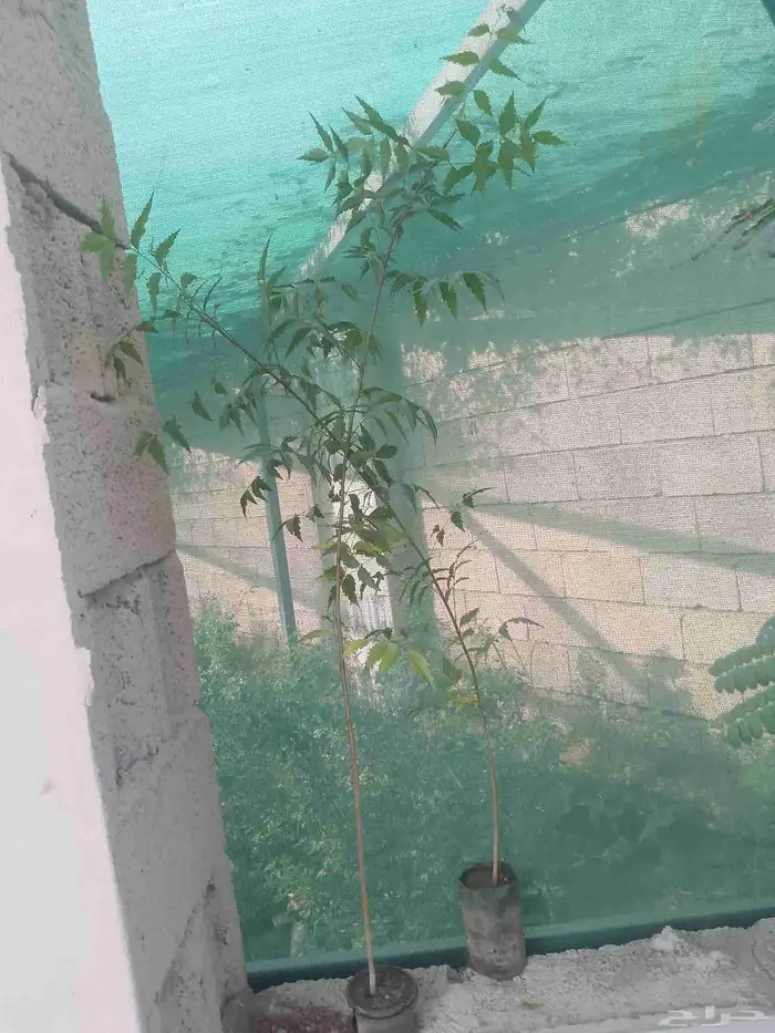 اشجارمسدات لوز شوكي ونيم موجودفل بلدي 3