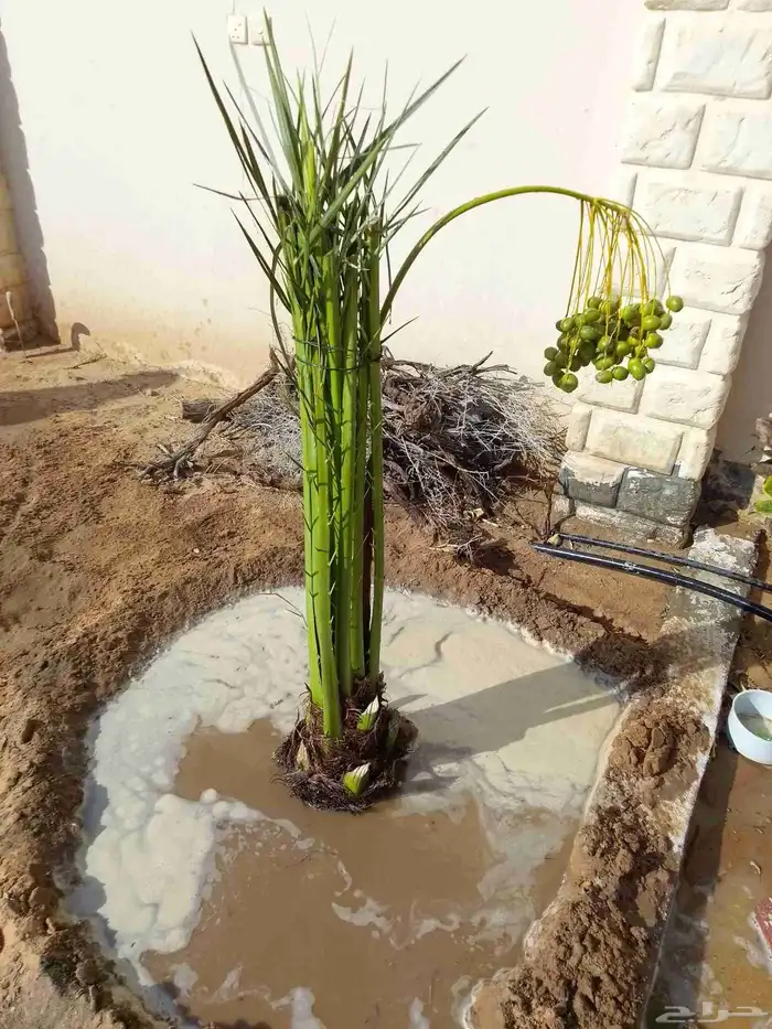 نخيل عربي مثمر فروخ وجثايث 9