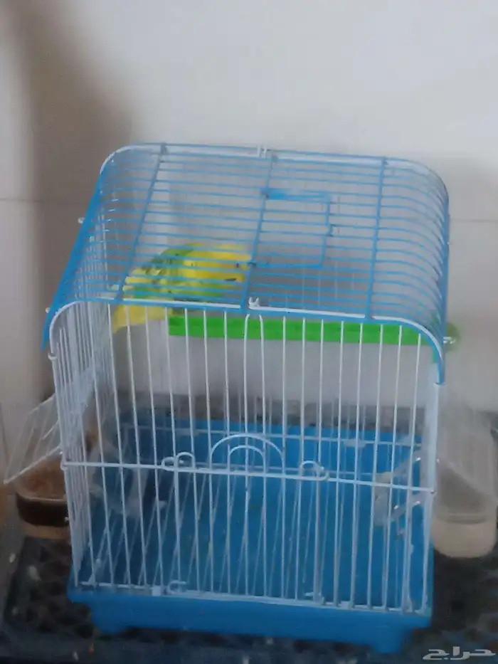 عصفور بادجي 3