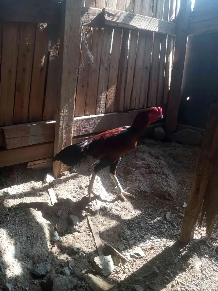 الديك ممتاز الصحه 100  100 طول الديك بلوكتين 11