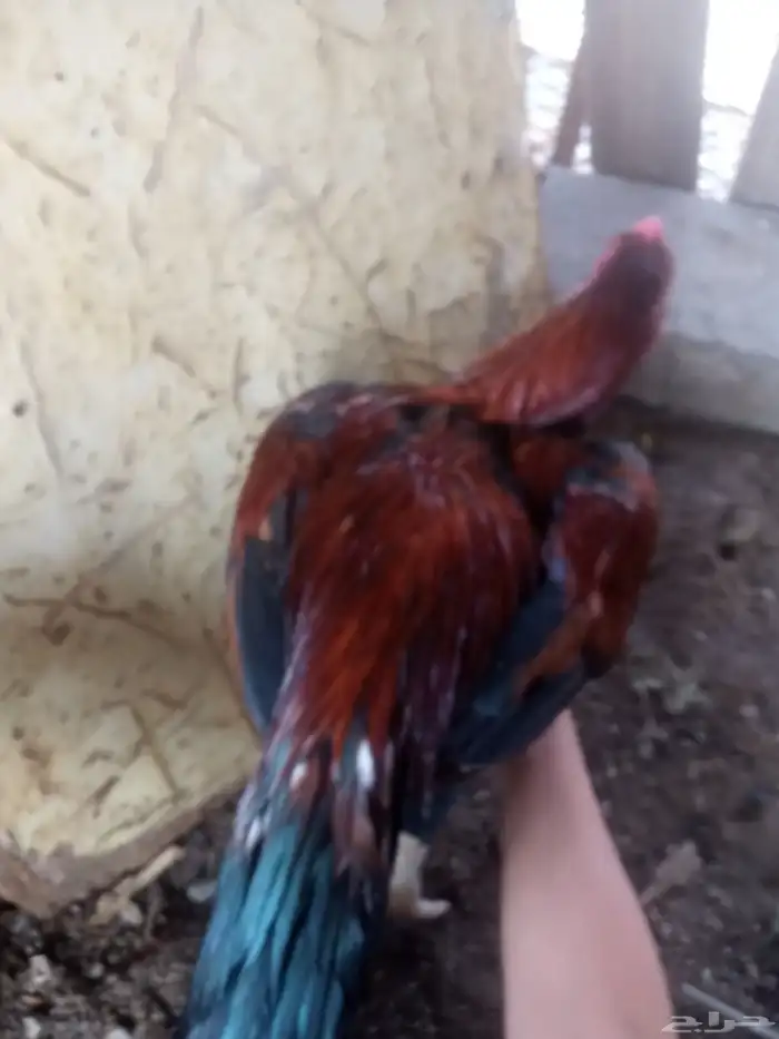 الديك ممتاز الصحه 100  100 طول الديك بلوكتين 17