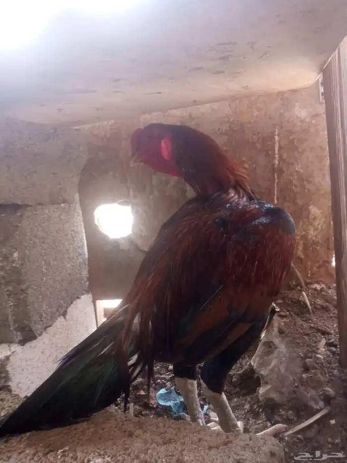 الديك ممتاز الصحه 100  100 طول الديك بلوكتين 8