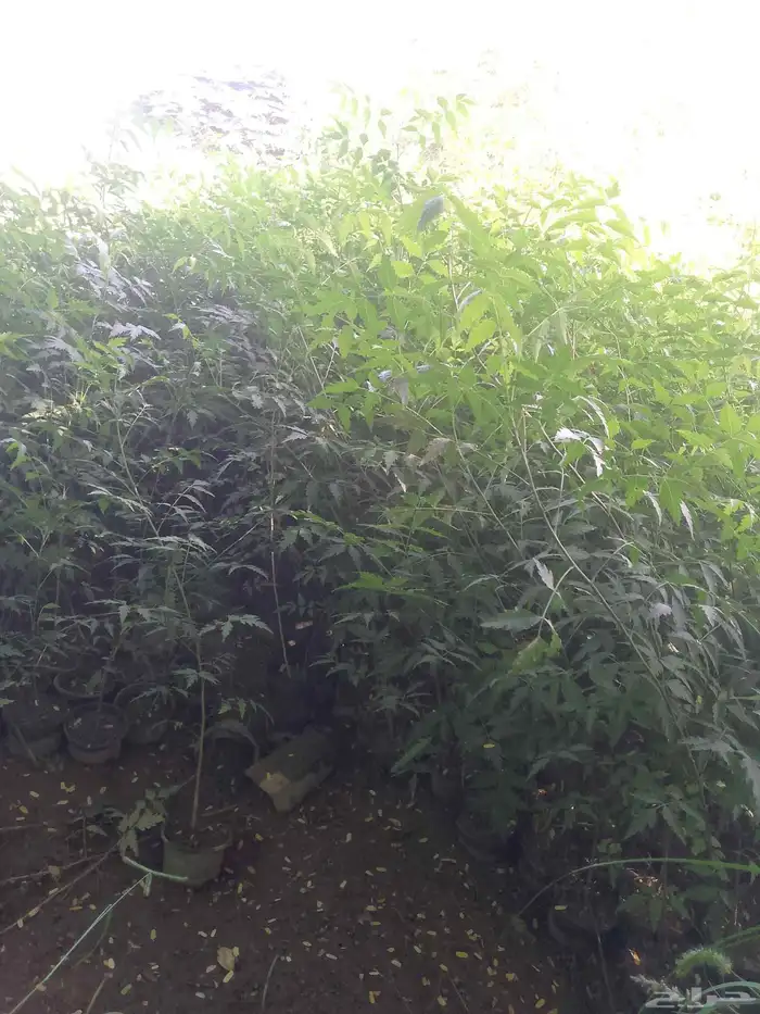 اشجارمسدات لوز شوكي ونيم موجودفل بلدي 1