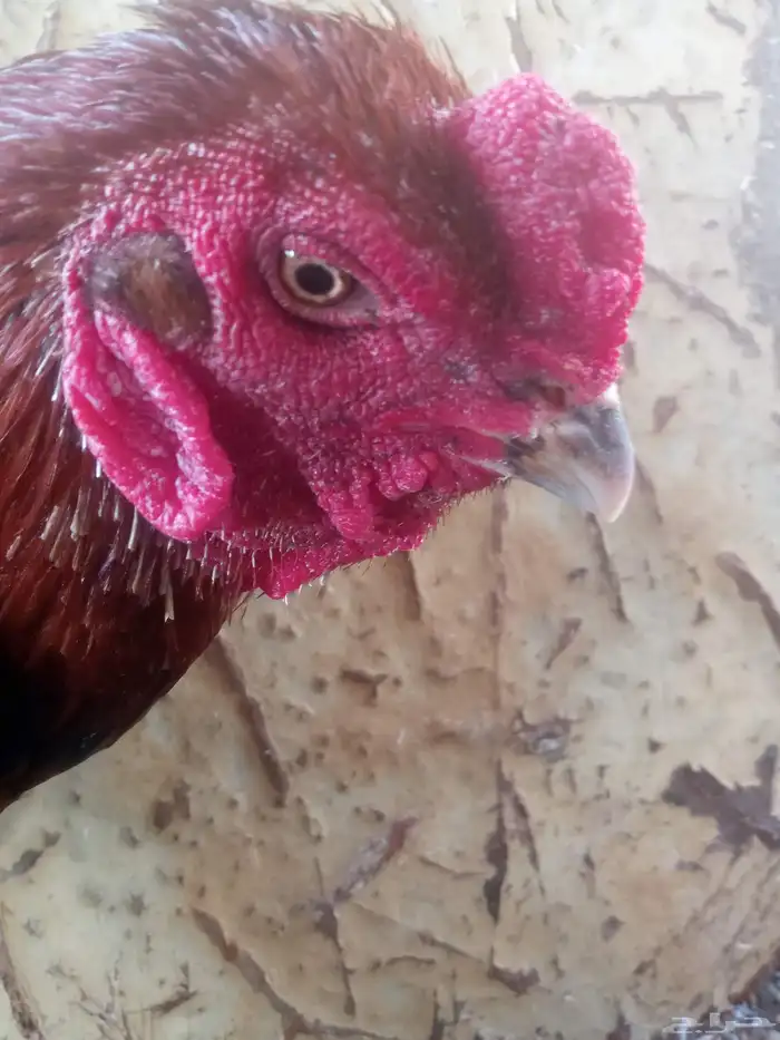 الديك ممتاز الصحه 100  100 طول الديك بلوكتين 15