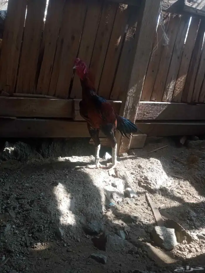 الديك ممتاز الصحه 100  100 طول الديك بلوكتين 10