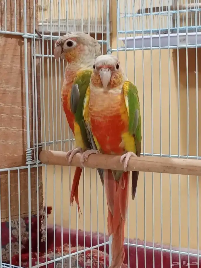 جوز كنيور اناناس 3