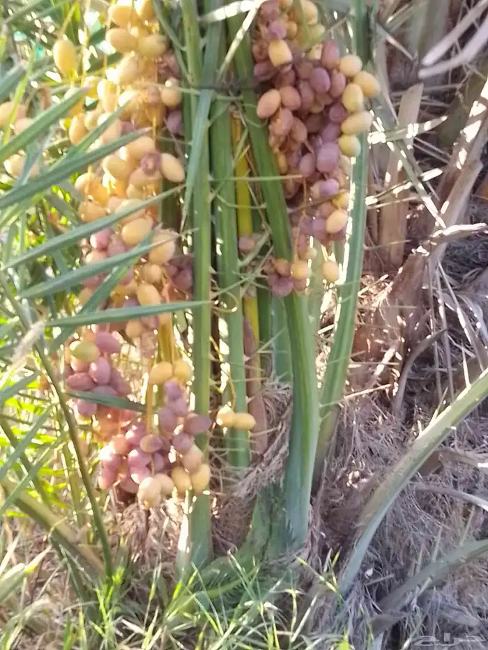نخيل عربي مثمر فروخ وجثايث 8