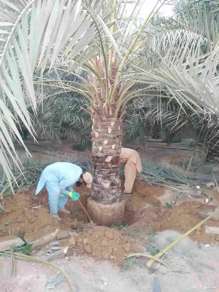 نخل مثمر فاخر نخل واشنطني زينه خلاص ونانه صقعي هلالي سلاطين 0