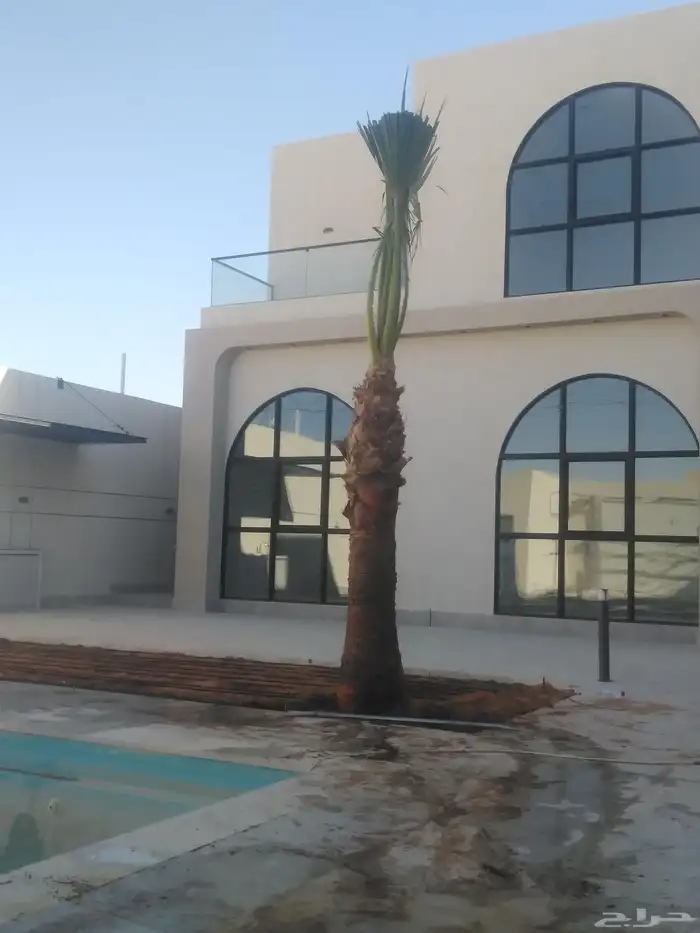 نخل مثمر فاخر نخل واشنطني زينه خلاص ونانه صقعي هلالي سلاطين 4