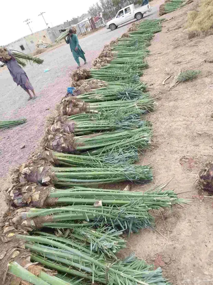 نخيل عربي مثمر فروخ وجثايث 1