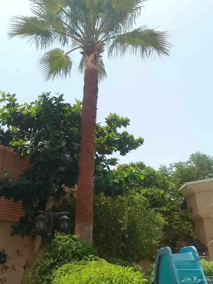 تكريب الواشنطونيا والنخيل وتنسيق الحدائق وقطع اشجار 5
