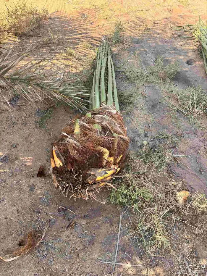 فسايل صقعي مجدول 0