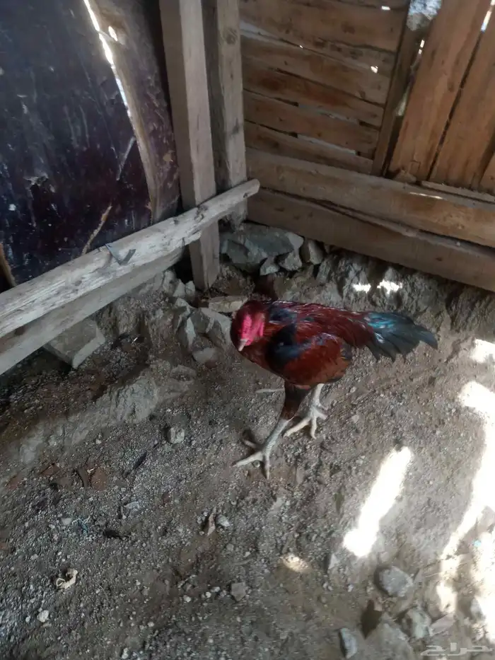 الديك ممتاز الصحه 100  100 طول الديك بلوكتين 13