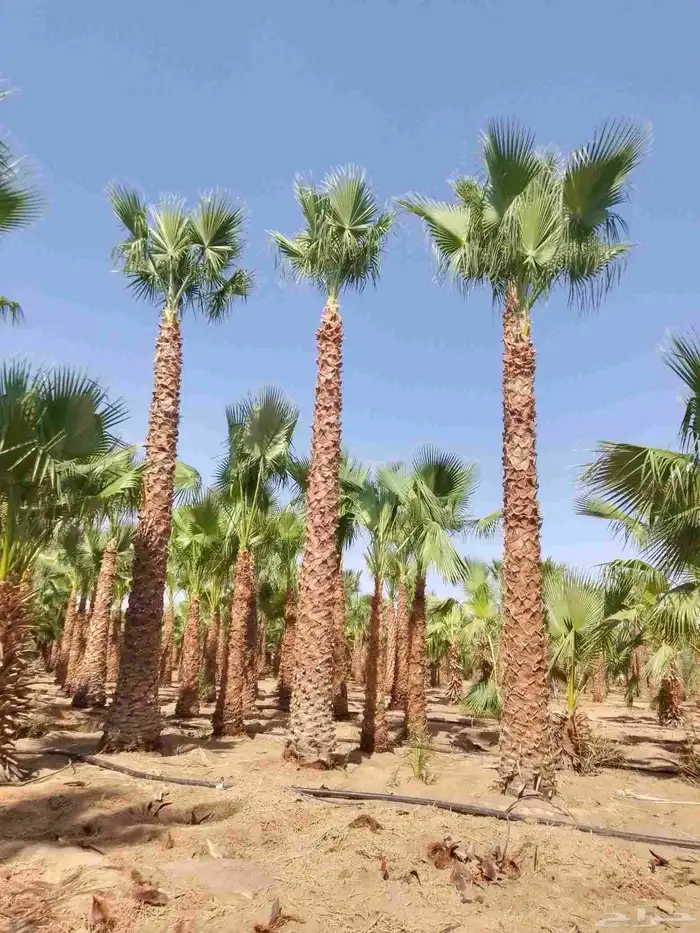 نخيل عربي مثمر فروخ وجثايث 7