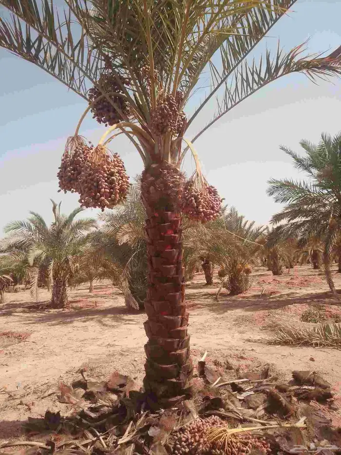 نخل للبيع مثمر خلاص سكري شيشي هلالي مجدول صقعي غر منيفي شهل 1