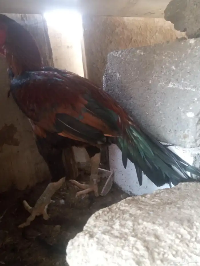 الديك ممتاز الصحه 100  100 طول الديك بلوكتين 0