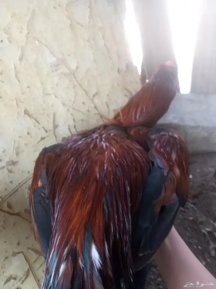 الديك ممتاز الصحه 100  100 طول الديك بلوكتين 19