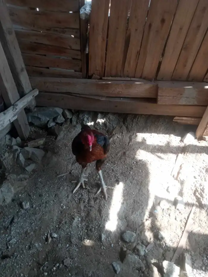 الديك ممتاز الصحه 100  100 طول الديك بلوكتين 16