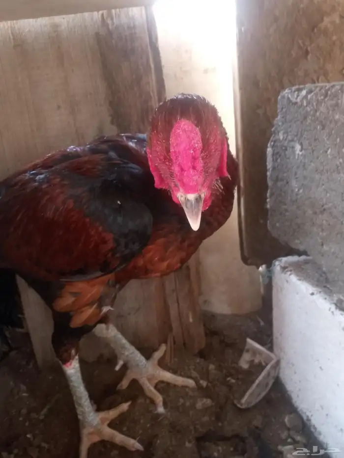 الديك ممتاز الصحه 100  100 طول الديك بلوكتين 9