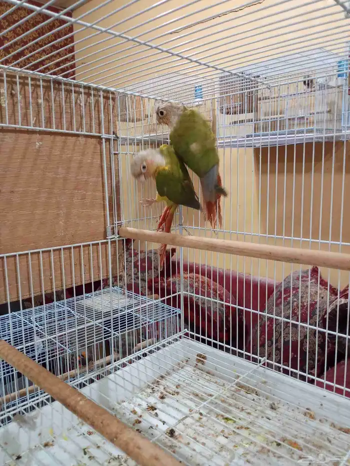 جوز كنيور اناناس 2