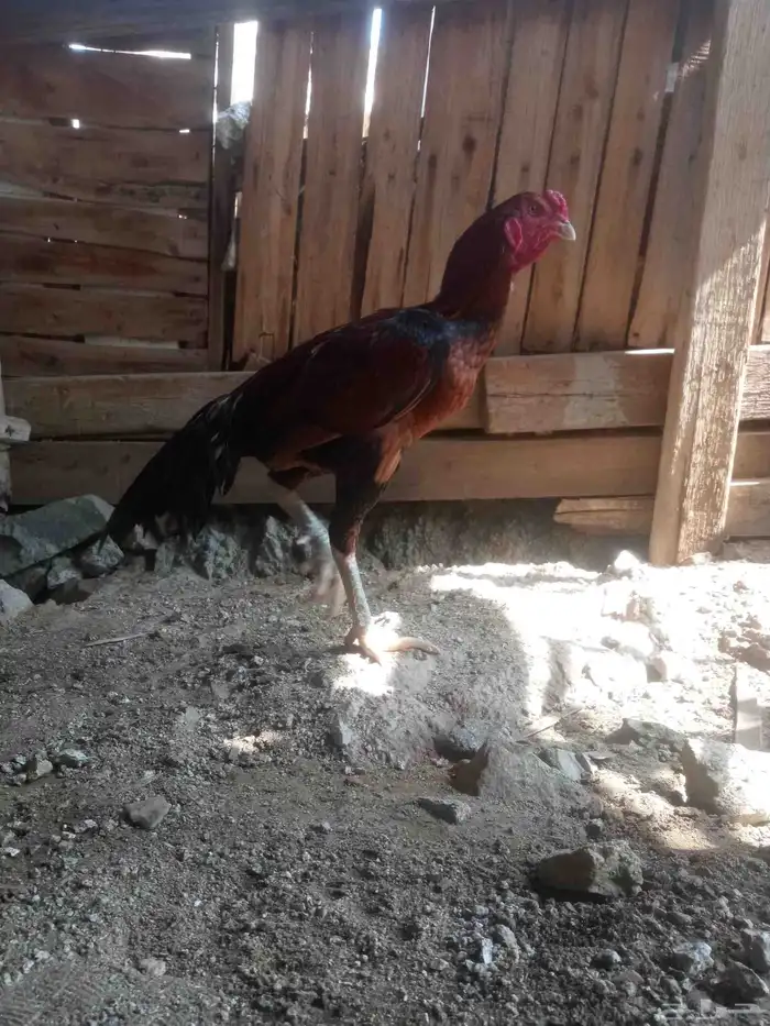 الديك ممتاز الصحه 100  100 طول الديك بلوكتين 6