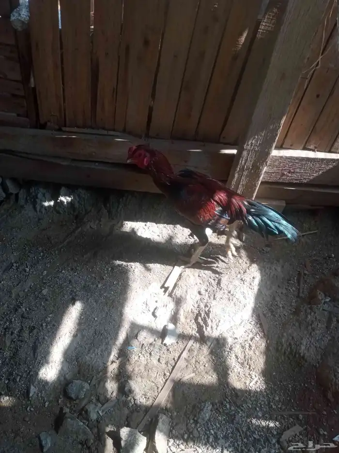 الديك ممتاز الصحه 100  100 طول الديك بلوكتين 12