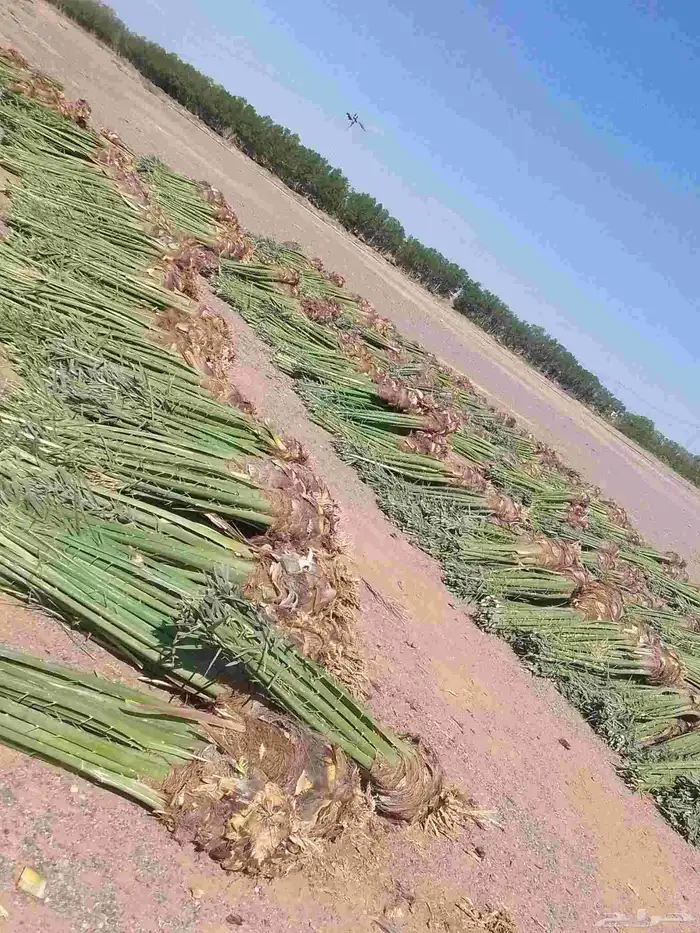 نخيل عربي مثمر فروخ وجثايث 0