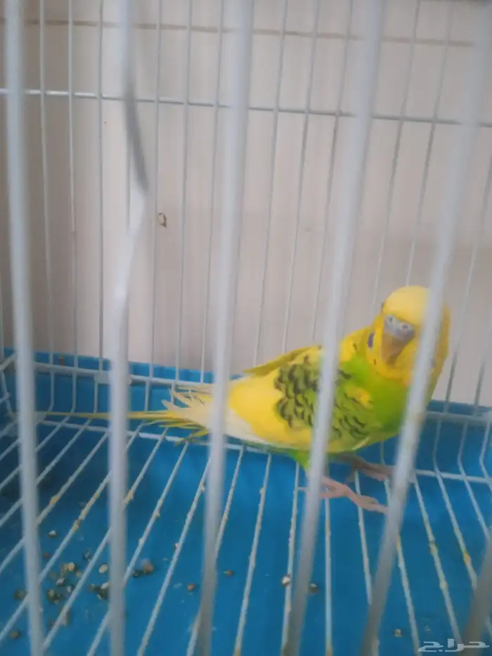 عصفور بادجي 2